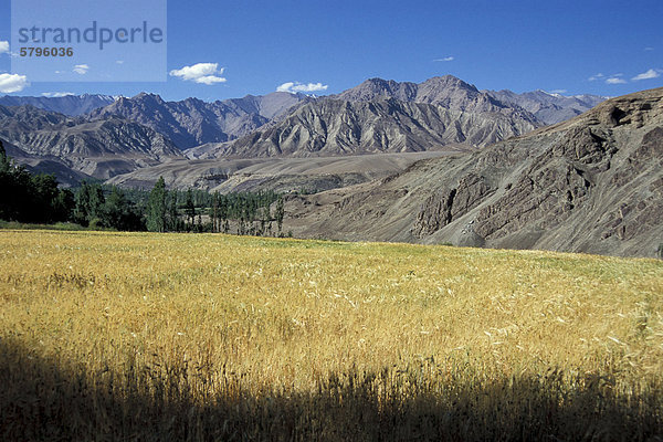 Felder  Alchi  Ladakh  indischer Himalaya  Nordindien  Indien  Asien