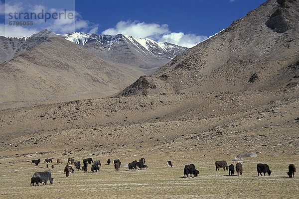 Weidende Yaks  hochgelegene Weide  nahe Salzsee Tazang Tso  Changthang  Ladakh  indischer Himalaya  Nordindien  Indien  Asien