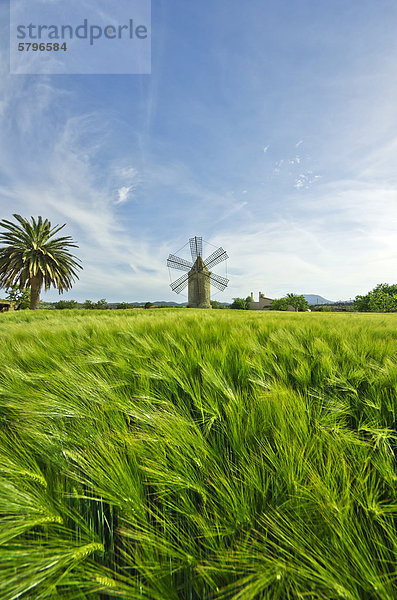 Weizenfeld  hinten eine Windmühle  bei MontuÔri  Mallorca  Balearen  Spanien  Europa