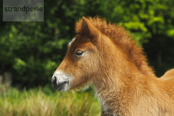 Fohlen  Islandpony  Island-Pony  Islandpferd  Isländer  Portrait  Deutschland  Europa