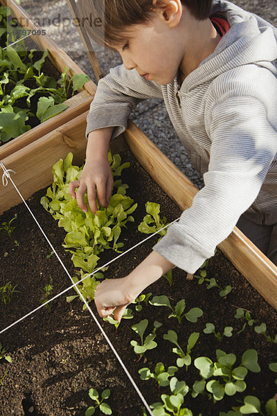 Junge schaut auf Setzlinge im Gemüsegarten