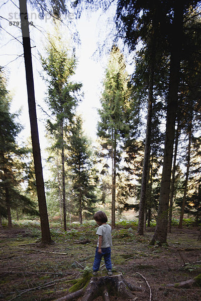 Junge auf Baumstumpf im Wald stehend
