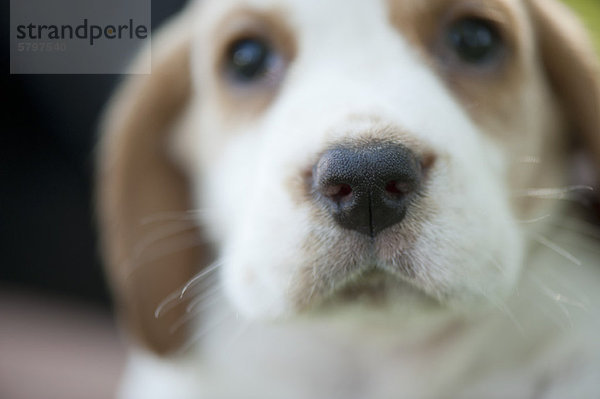Beagle-Welpe  Schwerpunkt Nase