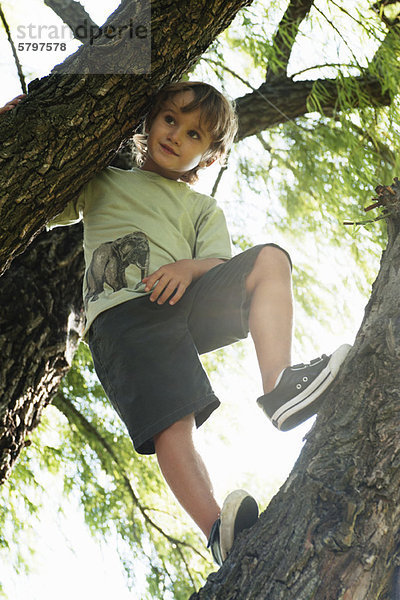 Junge im Baum stehend  Blickwinkel niedrig