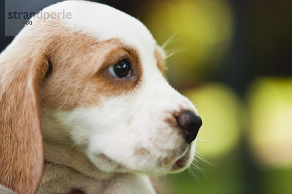 Beagle Welpe  Seitenansicht