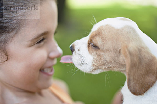 Beagle Welpe leckt die Nase des Mädchens