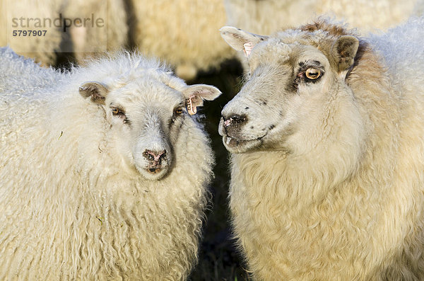 Schafe  Schafabtrieb bei KirkjubÊjarklaustur  Südisland  Island  Europa