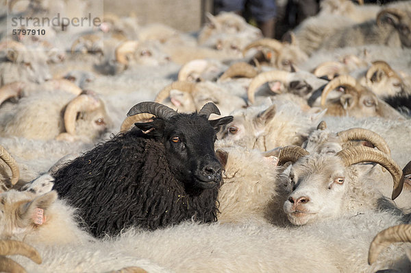 Schwarzes Schaf zwischen weißen Schafen  Schafherde  Schafabtrieb bei KirkjubÊjarklaustur  Südisland  Island  Europa