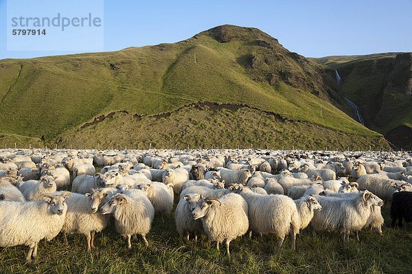 Schafherde in grüner Hügellandschaft  Schafabtrieb bei KirkjubÊjarklaustur  Südisland  Island  Europa