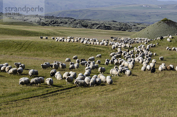 Schafherde auf grüner Wiese oder Weide  Schafabtrieb bei KirkjubÊjarklaustur  Südisland  Island  Europa