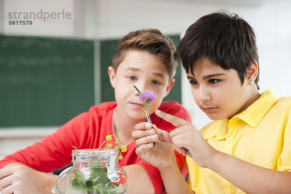 Zwei Schüler untersuchen Blüten im Klassenzimmer