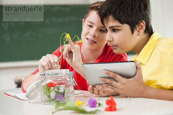 Zwei Schüler untersuchen Blüten im Klassenzimmer