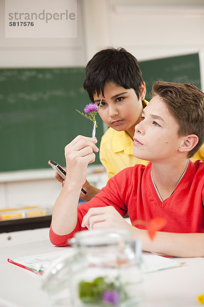 Zwei Schüler untersuchen Blüten im Klassenzimmer