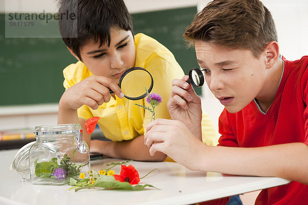 Zwei Schüler untersuchen Blüten im Klassenzimmer