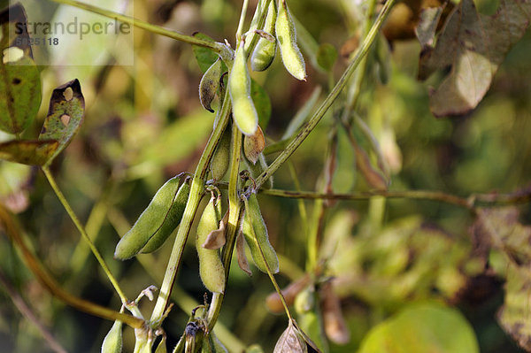 Soja-Pflanzenü Sojabohne (Glycine max) mit Schotenü Argentinienü S¸damerika