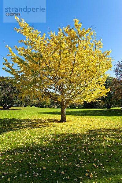 Herbstlicher Baumü Ginkgo oder Ginko (Ginkgo biloba)ü Western Springs Parkü Aucklandü Nordinselü Neuseeland