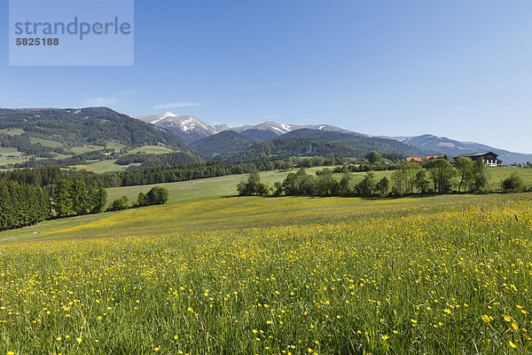 Blumenwiese bei Seckauü Seckauer Alpenü Obersteiermarkü Steiermarkü Österreichü Europa