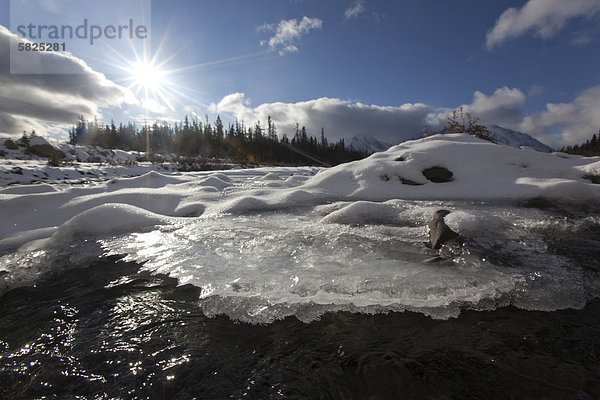 Eisü Schnee und Wasser am zufrierenden Quill Creekü St. Elias Mountainsü Kluane Gebirge hintenü Kluane National Park and Reserveü Yukon Territoryü Kanada