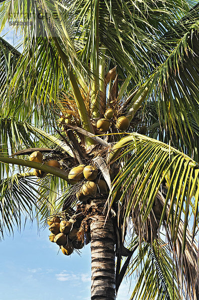 Kokospalme oder Kokosnusspalme (Cocos nucifera)  Provinz Guanacaste  Costa Rica  Mittelamerika