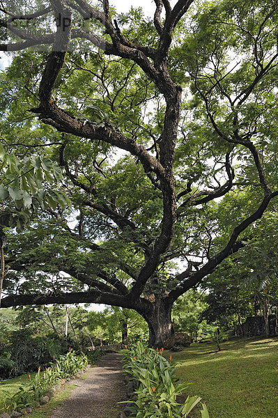 Guanacaste (Enterolobium cyclocarpum)  Nationalbaum Costa Ricas  Hacienda-Guachipelin  bei Liberia  Provinz Guanacaste  Costa Rica  Mittelamerika
