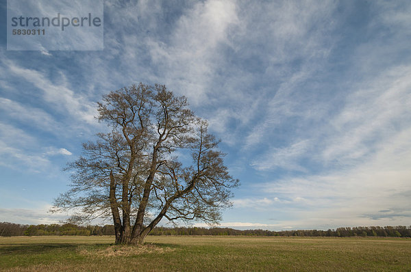 Solitäre Eiche (Quercus) in einer Wiesenlandschaft im zeitigen Frühjahr  Naturschutzgebiet Mönchbruch  Hessen  Deutschland  Europa