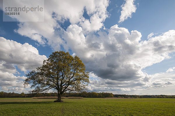 Solitäre Eiche (Quercus) in einer Feldlanschaft im zeitigen Frühjahr mit imposanter Wolkenbildung  bei Dreieich-Götzenhain  Hessen  Deutschland  Europa