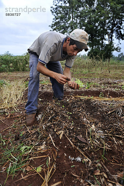Ökologische Landwirtschaft  junger Mann pflanzt Salat  Landwirtschaftsschule CECTEC  Itapua  Paraguay  Südamerika