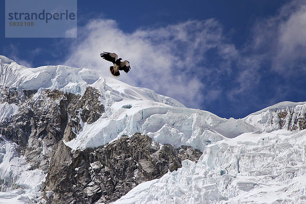 Bergkarakara (Phalcoboenus megalopterus) am Gletscher  Nevado Chopicalqui  Cordillera Blanca  Anden  Peru  Südamerika