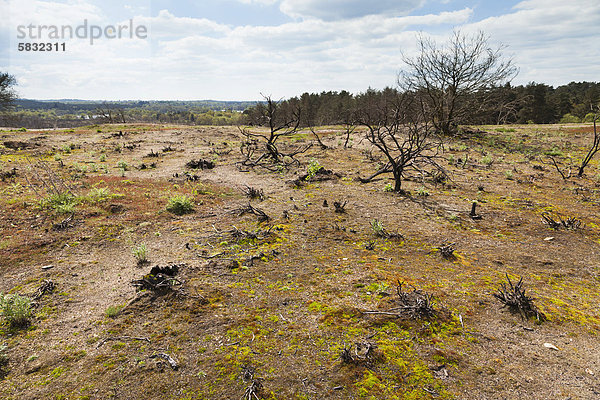 Nachwachsen von bodendeckenden Pflanzen an der Stelle eines Waldbrandes  Frensham Little Pond  Surrey  England  Großbritannien  Europa