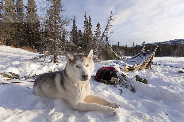 Schlittenhund  Siberian Husky  beim Ausruhen im Schnee  Hundeschlitten  Lager und Tipi hinten  Yukon Territory  Kanada