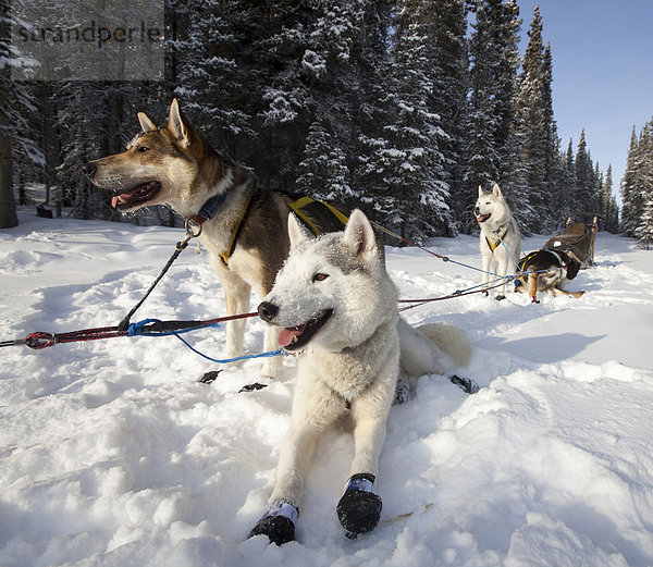 Schlittenhunde  Siberian Huskies und Alaskan Huskies  mit Stiefelchen an den Pfoten  bereit zu laufen  Yukon Territory  Kanada
