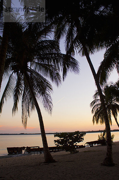 Silhouette von Palmen bei Sonnenuntergang