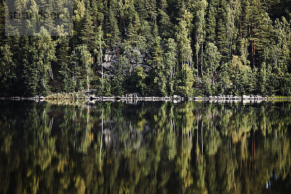 Wald spiegelt sich im stillen See wider