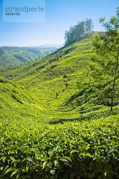Teeplantage in Munnar  Kerala  Indien