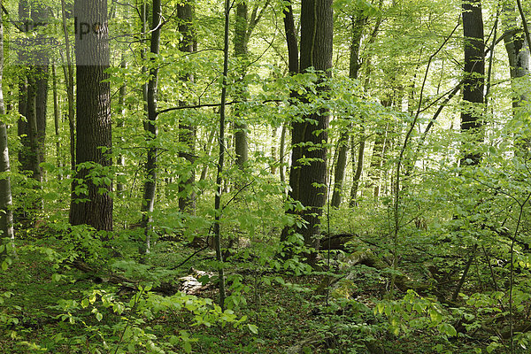 Laubwald  Naturschutzgebiet Seeholz bei Riederau am Ammersee  Fünfseenland  Oberbayern  Bayern  Deutschland  Europa