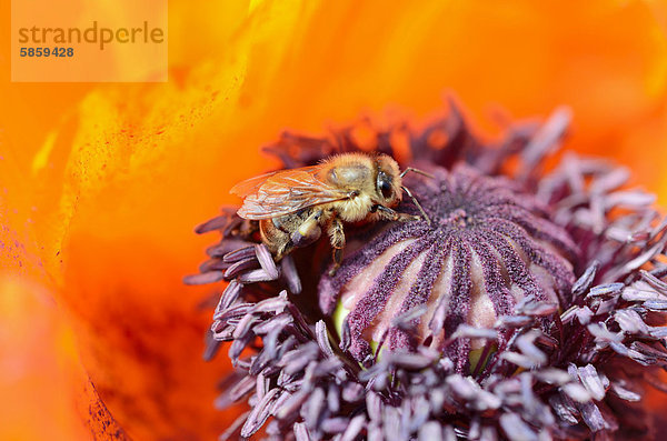 Pollen sammelnde Honigbiene (Apis mellifera) in roter Blüte  Orientalischer Mohn (Papaver orientale)