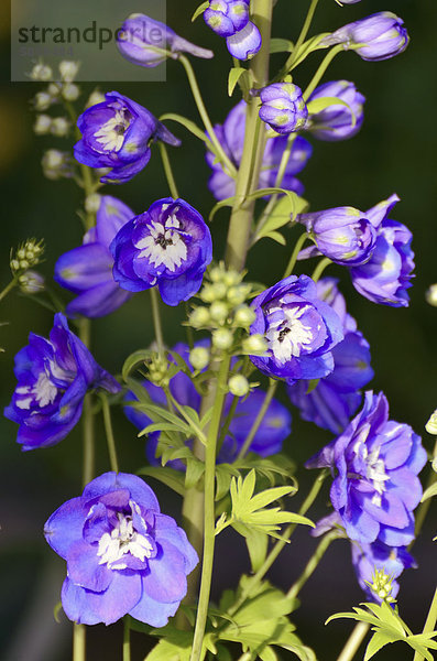 Ritterspornhybride (Delphinium elatum-Hybrid)  Blütenrispe  blaue Blüten
