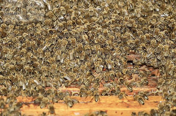 Honigbienen (Apis mellifera)  großer Bienenschwarm beim Einzug in Bienenkasten