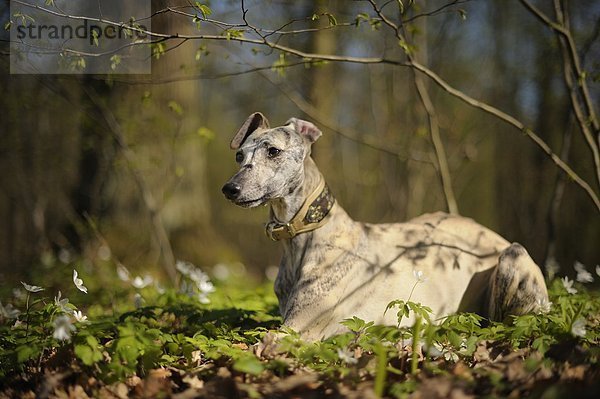 Whippet liegt im Wald