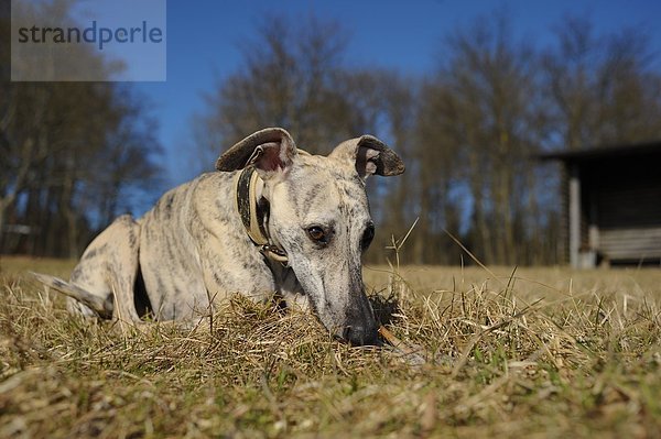 Whippet liegt auf der Wiese