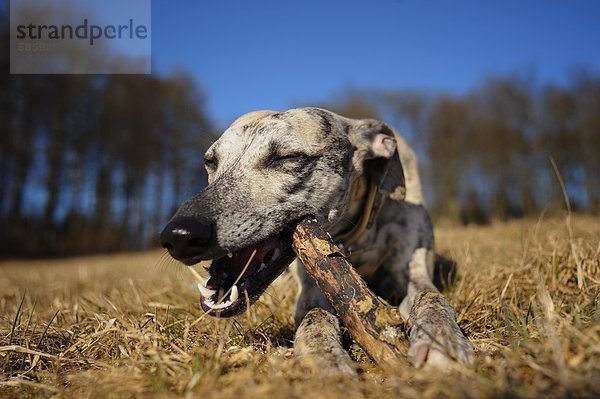 Whippet liegt auf der Wiese