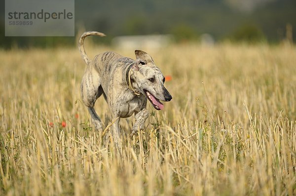 Whippet rennt über ein Stoppelfeld