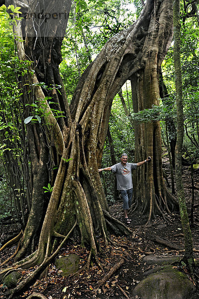Tourist vor riesiger Würgefeige (Ficus sp.)  Nationalpark Rincon de la Vieja  Provinz Guanacaste  Costa Rica  Mittelamerika