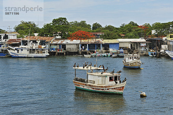 Fischerboote und Pelikane (Pelecanidae) im Hafen von Puntarenas  Costa Rica  Mittelamerika