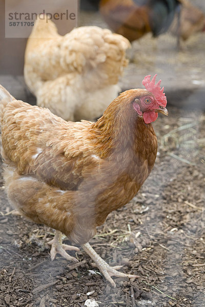 Hühner im Käfig
