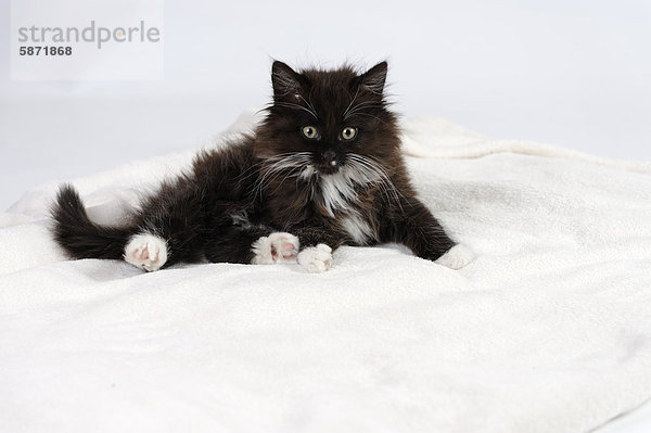 Junge schwarzweiße langhaarige Katze