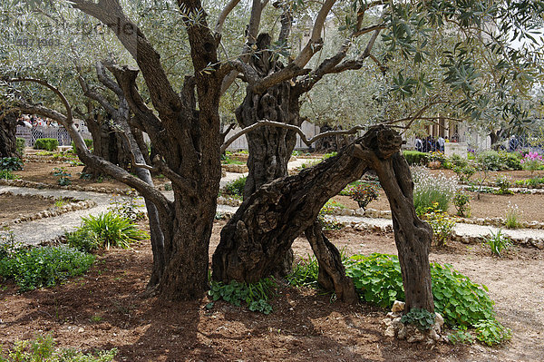 Olivenbäume (Olea europaea) im Garten Gethsemane  Getsemani  am Ölberg  Jerusalem  Israel  Naher Osten