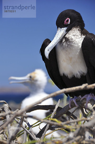 Fregattvogel (Fregata sp.) im Nest mit Jungvogel  Galapagos  Ecuador  Südamerika