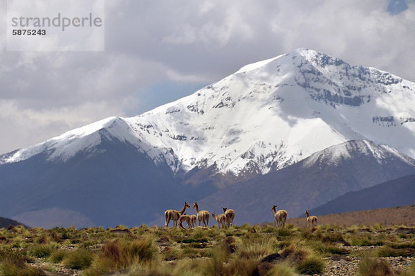 Wilde Vicunas  Vikunjas (Vicugna vicugna)  vor verschneiten Gipfeln der Anden  Altiplano  Dreiländereck Bolivien - Argentinien - Chile  Südamerika