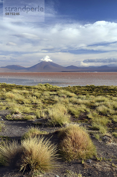 '''Laguna Colorada'' auf dem Altiplano  bei Uyuni  Altiplano  Bolivien  Südamerika'